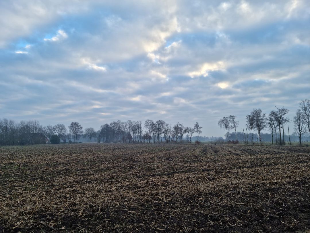 Halle-Heide
