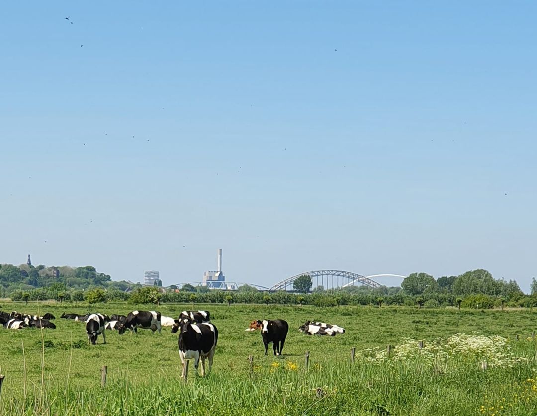 Polder